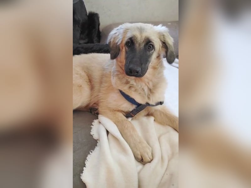 Murna, a.d.Tierschutz, sucht Happy-Home