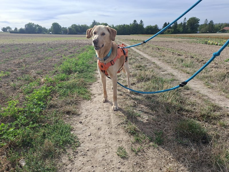 Spike, a.d.Tierschutz, sucht Happy-Home