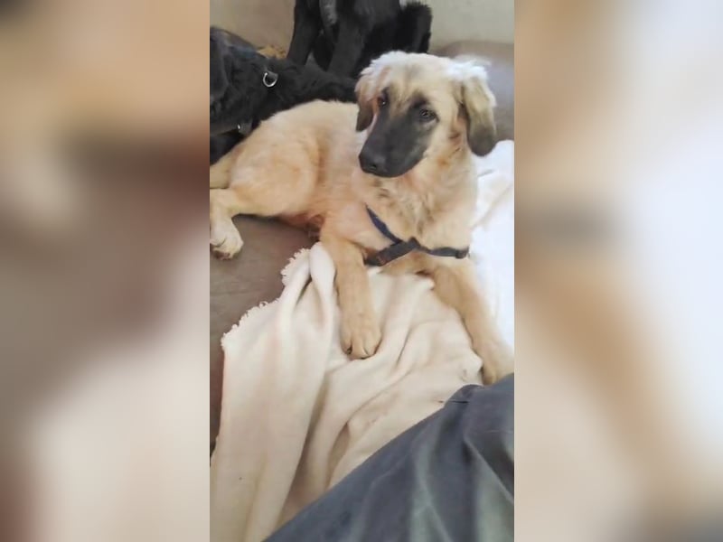 Murna, a.d.Tierschutz, sucht Happy-Home