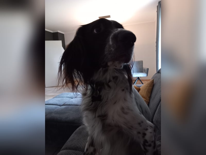 Wonky, benötigt ein neues Zuhause