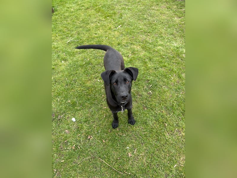 Aron, a.d.Tierschutz, sucht Happy-Home