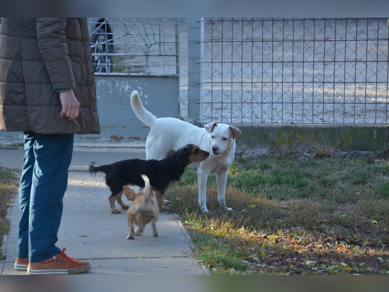 Sonnenschein Stella sucht ihre Menschen