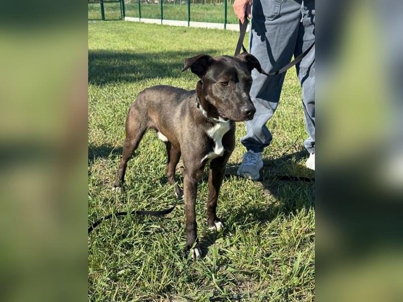 Fröhlicher Rio sucht seine Menschen