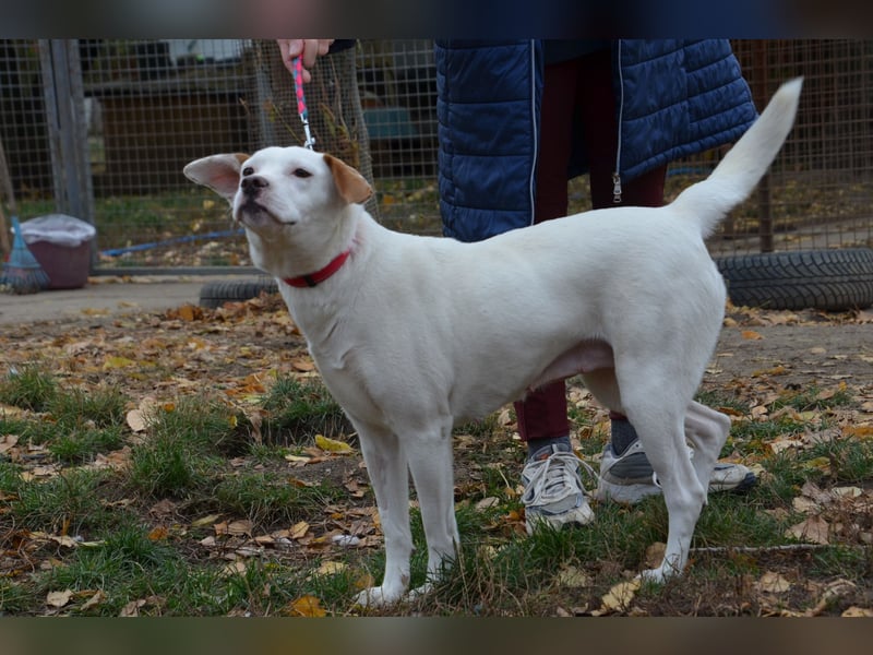 Sonnenschein Stella sucht ihre Menschen