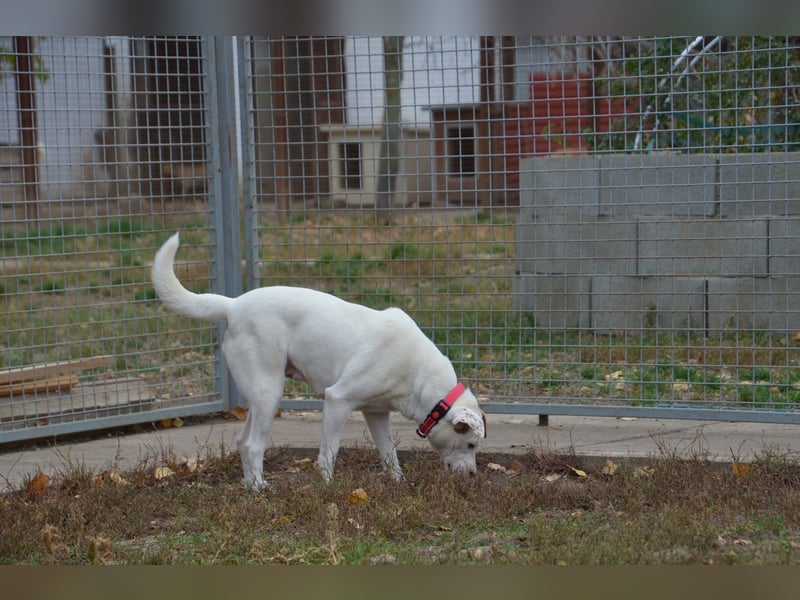 Sonnenschein Stella sucht ihre Menschen