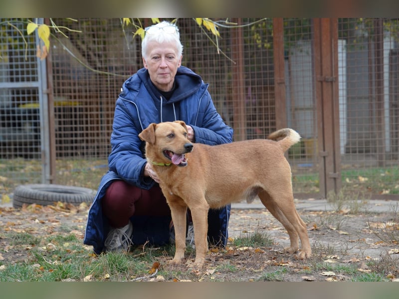 Charmanter Cserje sucht seine Menschen