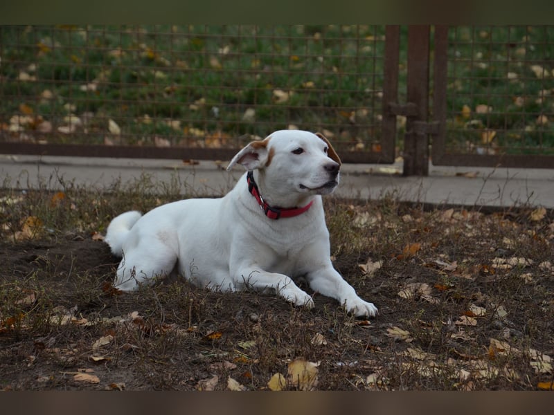 Sonnenschein Stella sucht ihre Menschen