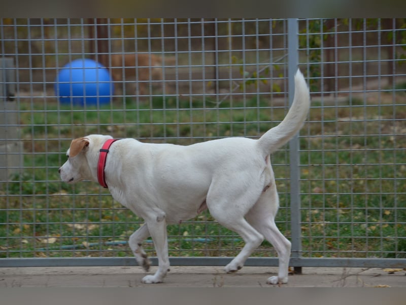 Sonnenschein Stella sucht ihre Menschen