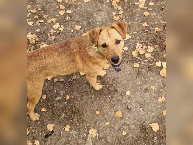 Charmanter Cserje sucht seine Menschen