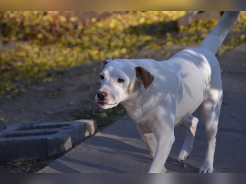Sonnenschein Stella sucht ihre Menschen