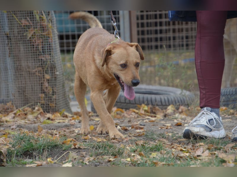 Charmanter Cserje sucht seine Menschen