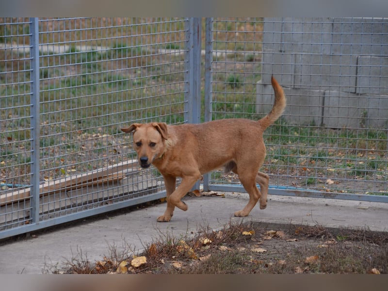 Charmanter Cserje sucht seine Menschen