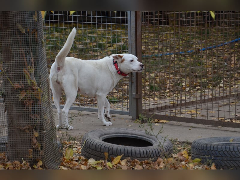Sonnenschein Stella sucht ihre Menschen