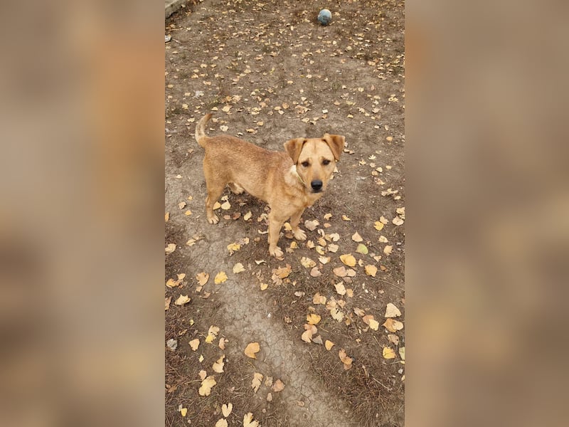 Charmanter Cserje sucht seine Menschen