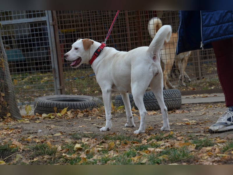 Sonnenschein Stella sucht ihre Menschen