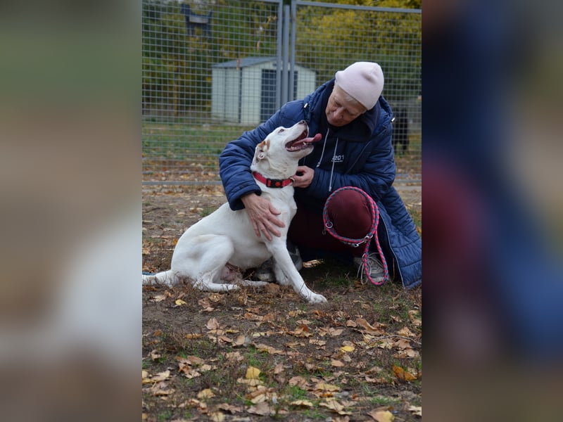 Sonnenschein Stella sucht ihre Menschen