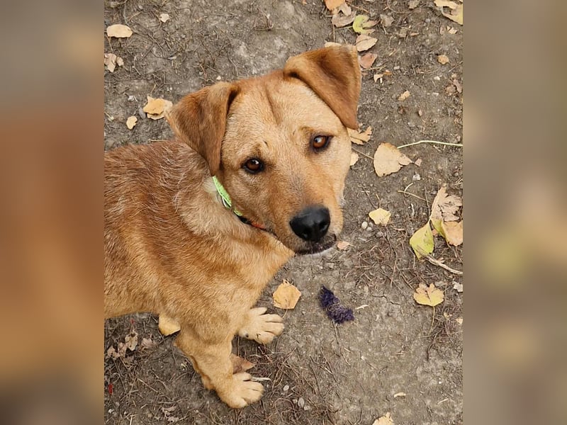 Charmanter Cserje sucht seine Menschen