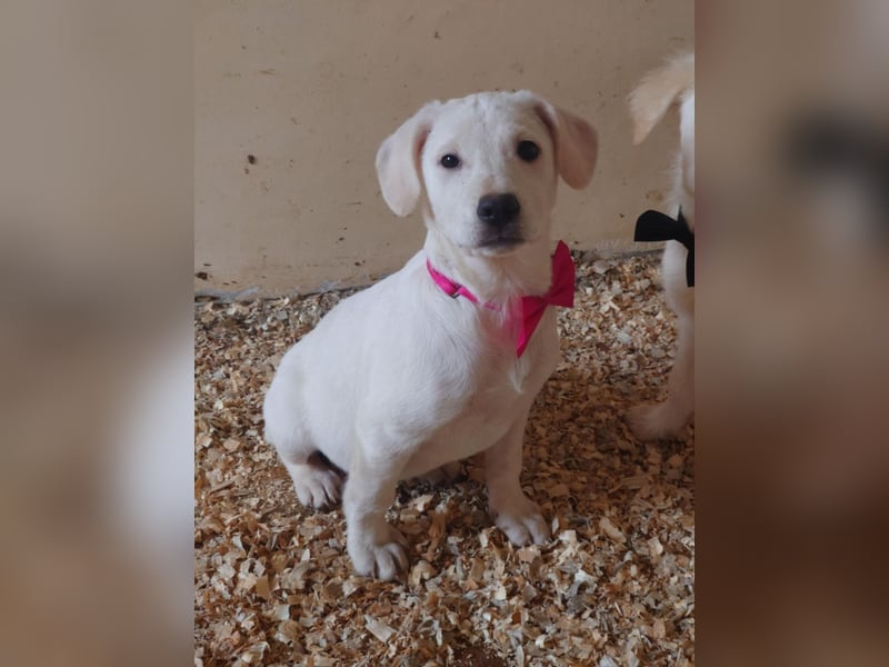 Luise wartet in 49413 Dinklage