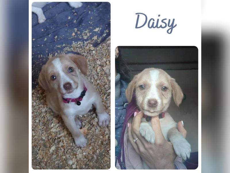 Daisy