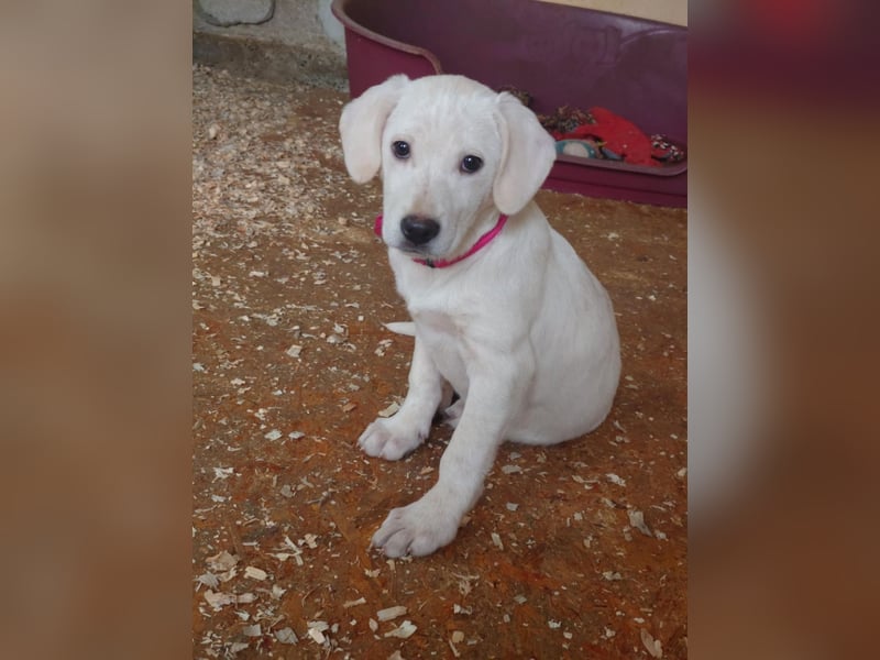 Luise wartet in 49413 Dinklage