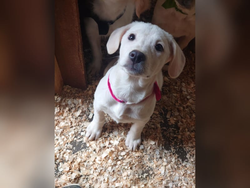 Luise wartet in 49413 Dinklage