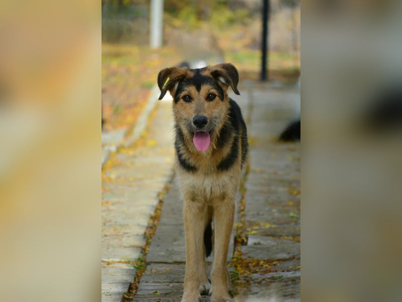 Maylo - Notfall - Plfegestelle gesucht