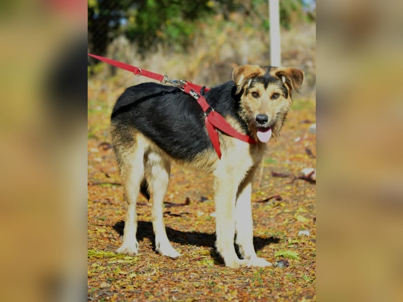 Maylo - Notfall - Plfegestelle gesucht