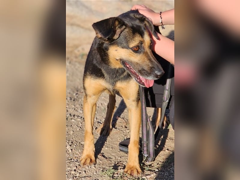 Lila - Powerhündin sucht sportliche Menschen