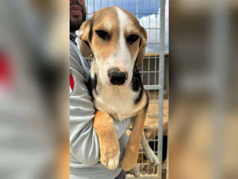 Rocco - komm, wir gehen durch dick und dünn