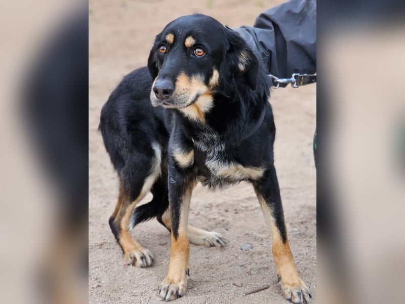 Mako - Vom Kuschelhund zurück ins Schneckenhaus