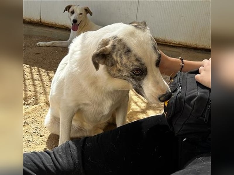 Ginger - Hundemama sucht Zuhause