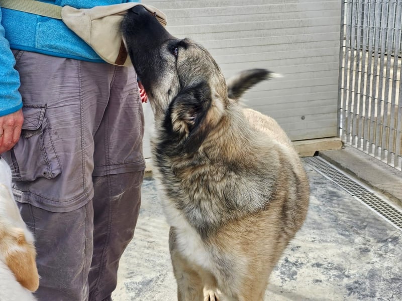 Monroe - souveräner Herzenshund