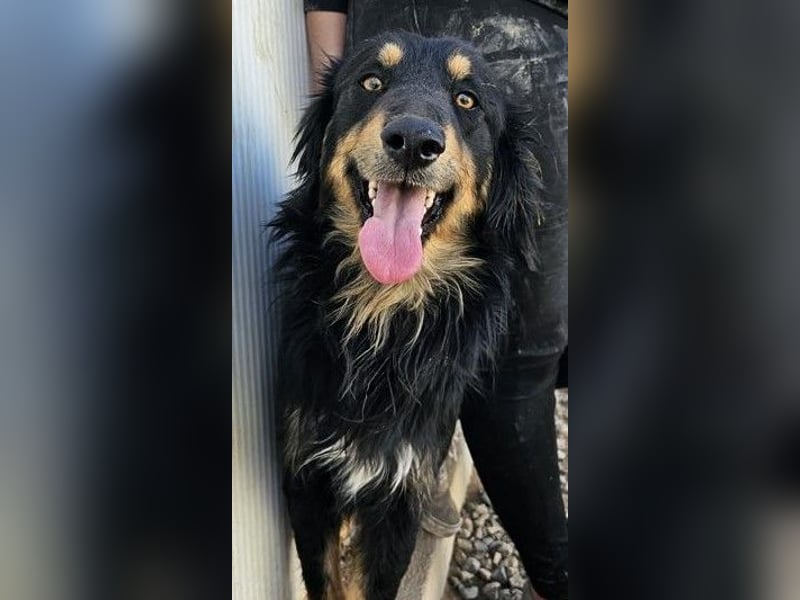 Mel -offen, menschenbezogen, aktiv