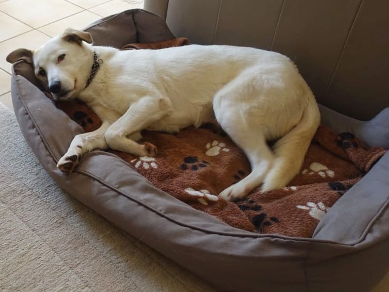 Fred - ein sanfter Schatz auf vier Pfoten