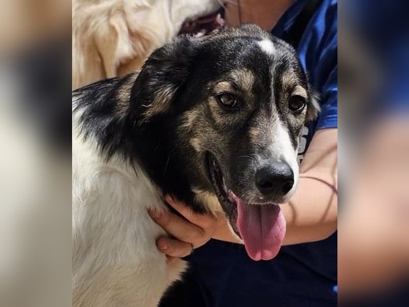 Galatea - unverwechselbar gezeichnet