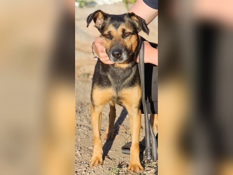 Lila - Powerhündin sucht sportliche Menschen