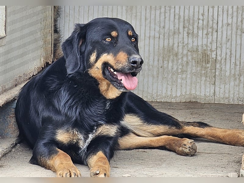 Mako - Vom Kuschelhund zurück ins Schneckenhaus