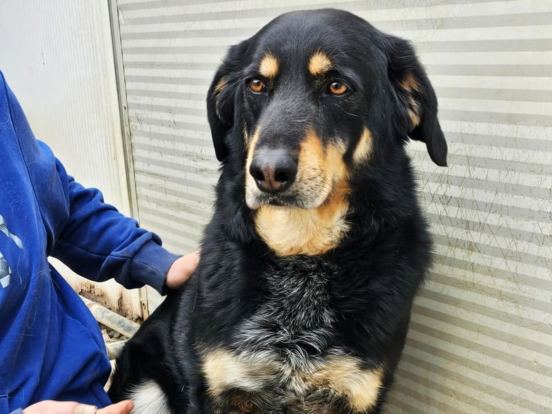 Mako - Vom Kuschelhund zurück ins Schneckenhaus