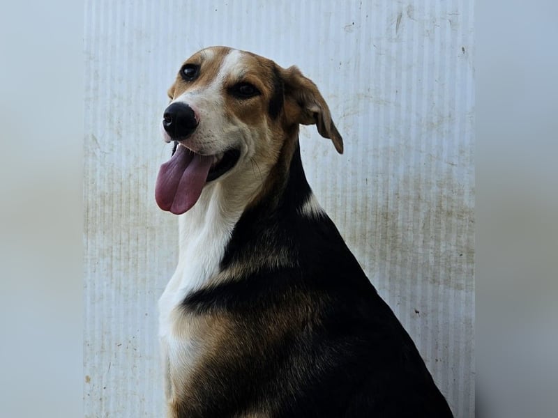 Rocco - komm, wir gehen durch dick und dünn