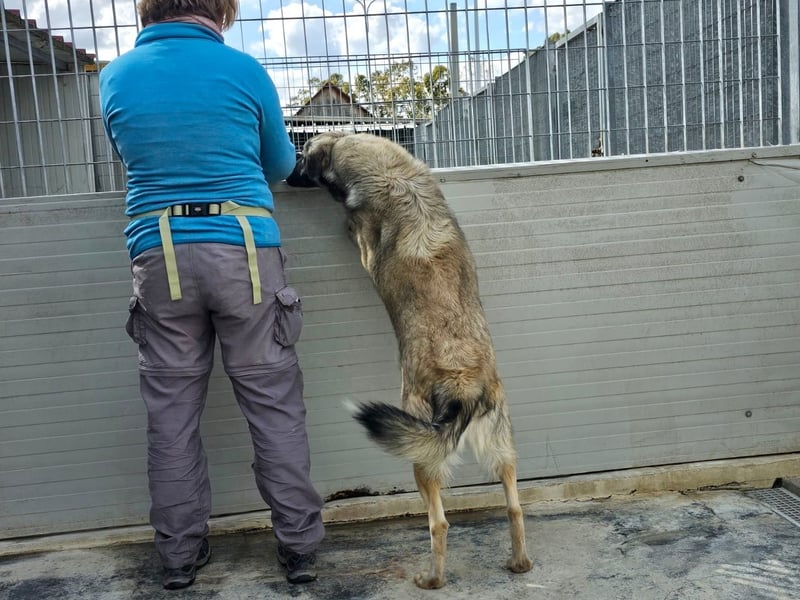 Monroe - souveräner Herzenshund