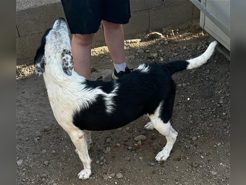 Cozza - Jungspund sucht aktive Menschen