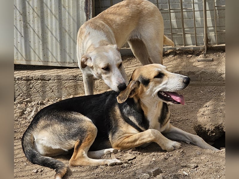 Roxy - mein Köfferchen ist schon gepackt