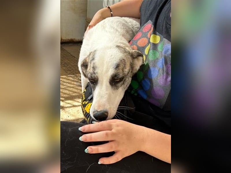 Ginger - Hundemama sucht Zuhause