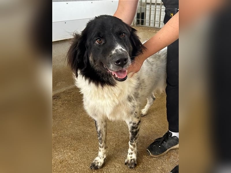 Boris - einfach klasse!