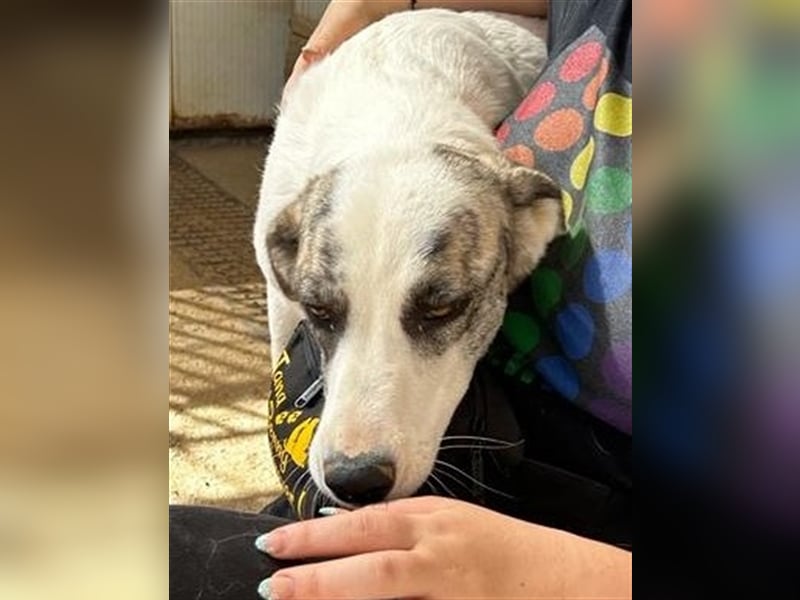 Ginger - Hundemama sucht Zuhause