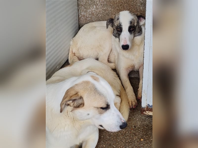 Ginger - Hundemama sucht Zuhause