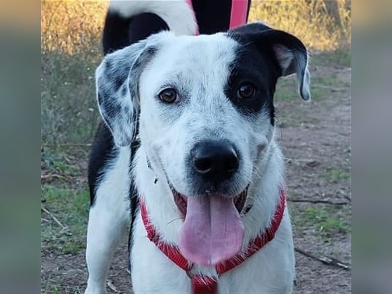 Cozza - Jungspund sucht aktive Menschen