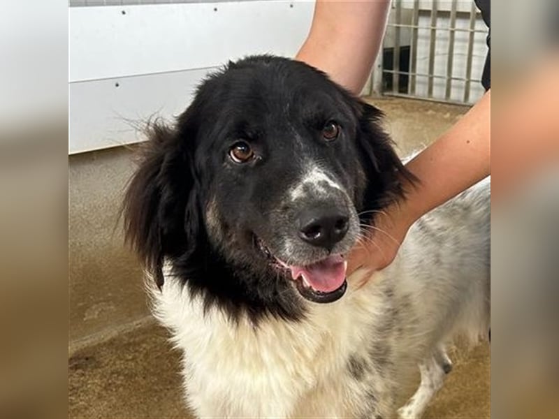 Boris - einfach klasse!