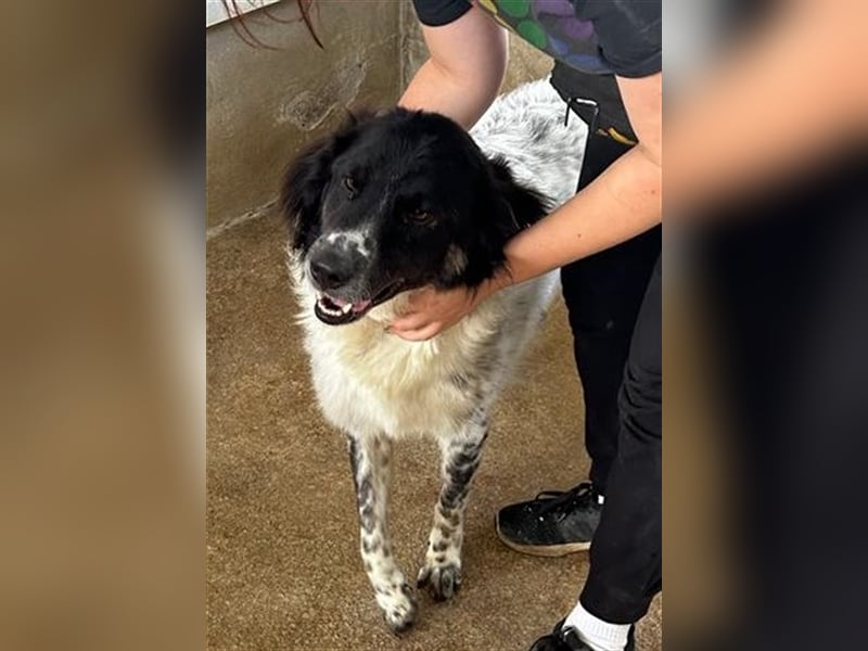 Boris - einfach klasse!