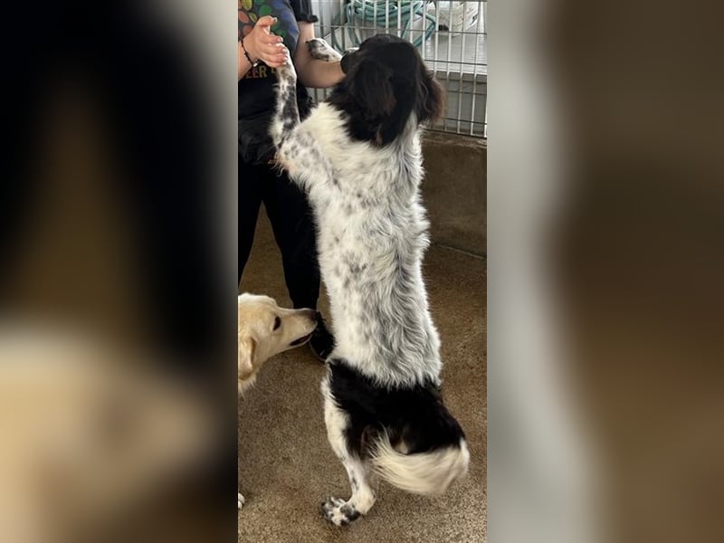 Boris - einfach klasse!